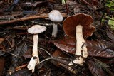 Cortinarius griseoviolaceus image