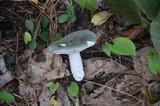 Russula redolens image