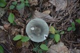 Russula redolens image