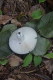 Russula redolens image