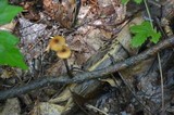 Rhizomarasmius pyrrhocephalus image
