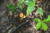 Rhizomarasmius pyrrhocephalus image