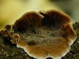 Xylobolus illudens image