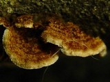 Xylobolus illudens image