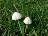 Conocybe apala image