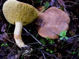 Boletus subtomentosus image
