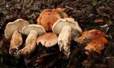 Tricholoma dryophilum image