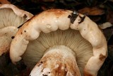 Tricholoma dryophilum image