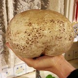 Calvatia pachyderma image