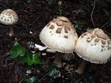 Chlorophyllum rachodes image