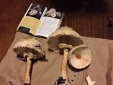 Chlorophyllum rachodes image