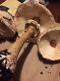 Chlorophyllum rachodes image