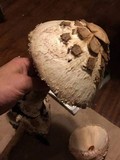 Chlorophyllum rachodes image