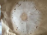 Chlorophyllum rachodes image