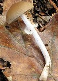 Psathyrella longistriata image