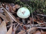 Amanita citrina var. lavendula image