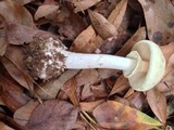 Amanita citrina var. lavendula image