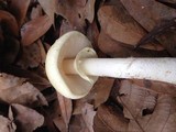 Amanita citrina var. lavendula image