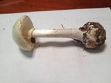 Amanita citrina var. lavendula image