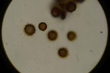 Scleroderma reae image