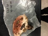 Hygrophorus russula image