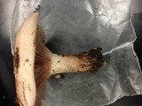 Hygrophorus russula image