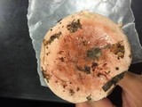 Hygrophorus russula image