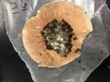 Hygrophorus russula image
