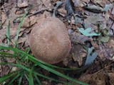 Boletus chrysenteron image