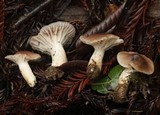 Hygrocybe colemanniana image