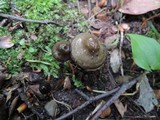 Gliophorus irrigatus image
