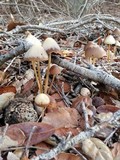 Psathyrella atrospora image