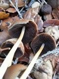 Psathyrella atrospora image