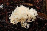 Ramariopsis kunzei image