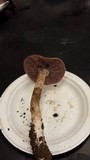 Laccaria ochropurpurea image