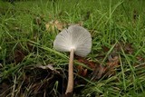 Clitocybula atrialba image