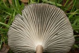 Clitocybula atrialba image