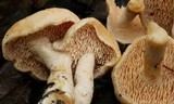 Hydnum oregonense image