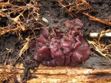 Ascocoryne sarcoides image