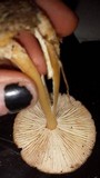 Rhodocollybia butyracea image