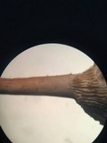 Clitocybe gibba image