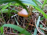 Psilocybe azurescens image