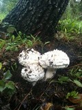 Amanita magniverrucata image