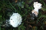 Amanita magniverrucata image