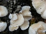 Clitopilus hobsonii image