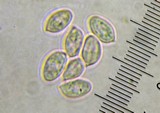 Clitopilus hobsonii image