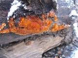 Pycnoporellus alboluteus image