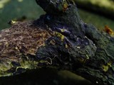 Porostereum crassum image