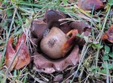Geastrum rufescens image