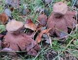 Geastrum rufescens image